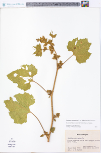 Xanthium strumarium var. glabratum image