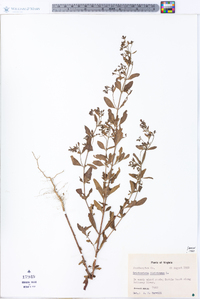 Trichostema dichotomum image