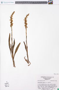 Spiranthes cernua image