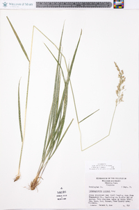 Calamagrostis porteri image