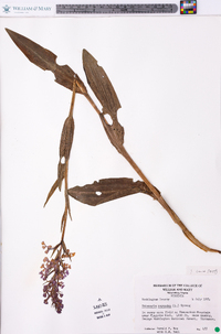 Platanthera psycodes image