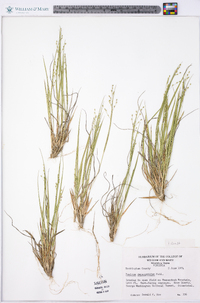 Panicum depauperatum image