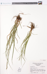 Carex virescens image