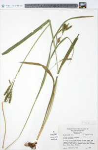 Carex scabrata image