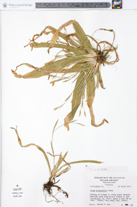 Carex platyphylla image