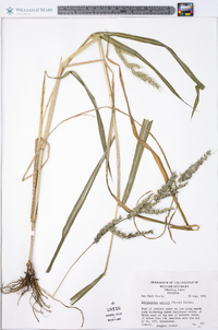 Echinochloa walteri image