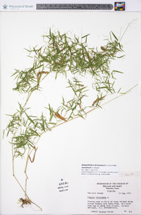 Dichanthelium dichotomum var. ramulosum image