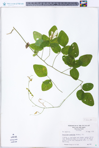 Desmodium glabellum image