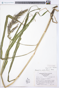 Echinochloa walteri image