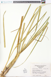 Spartina alterniflora image