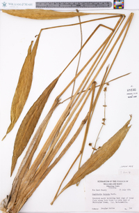 Sagittaria falcata image