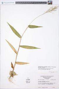 Dichanthelium polyanthes image