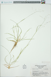 Poa autumnalis image