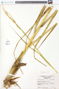 Spartina alterniflora image