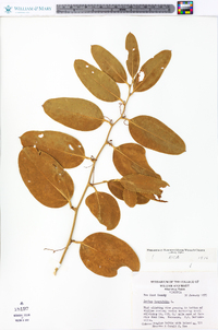 Smilax laurifolia image