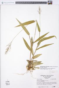 Dichanthelium polyanthes image