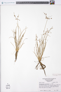 Fimbristylis annua image