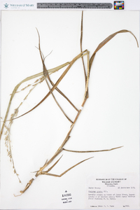 Panicum amarum image