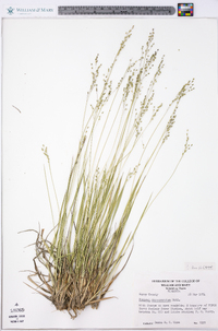 Panicum depauperatum image