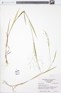 Kellochloa verrucosa image