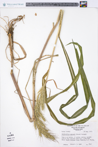 Echinochloa walteri image