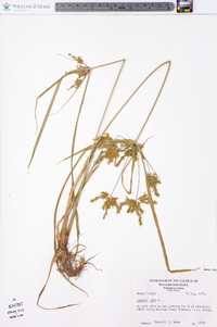 Cyperus iria image