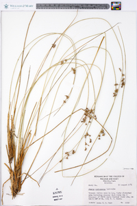 Juncus coriaceus image