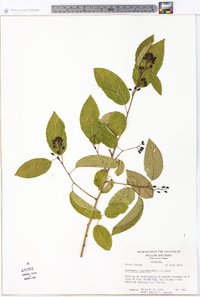 Berchemia scandens image