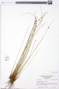 Juncus coriaceus image