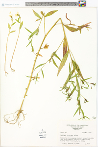 Ludwigia decurrens image