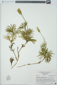 Lycopodium flabelliforme var. ambiguum image