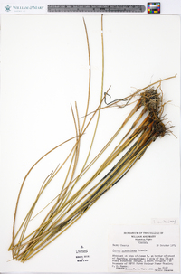 Juncus roemerianus image