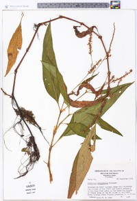 Polygonum densiflorum image