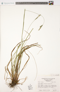 Carex swanii image