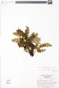 Pleopeltis polypodioides image