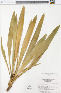 Yucca filamentosa image