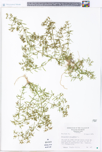 Polypremum procumbens image