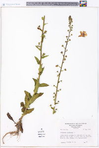 Verbascum blattaria image