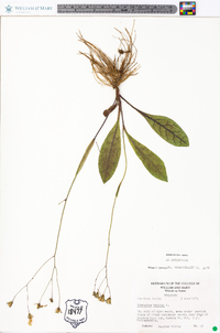 Hieracium venosum image