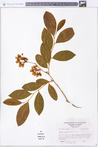 Lyonia mariana image