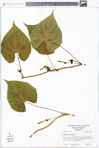 Ipomoea coccinea image