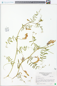 Vicia villosa subsp. varia image
