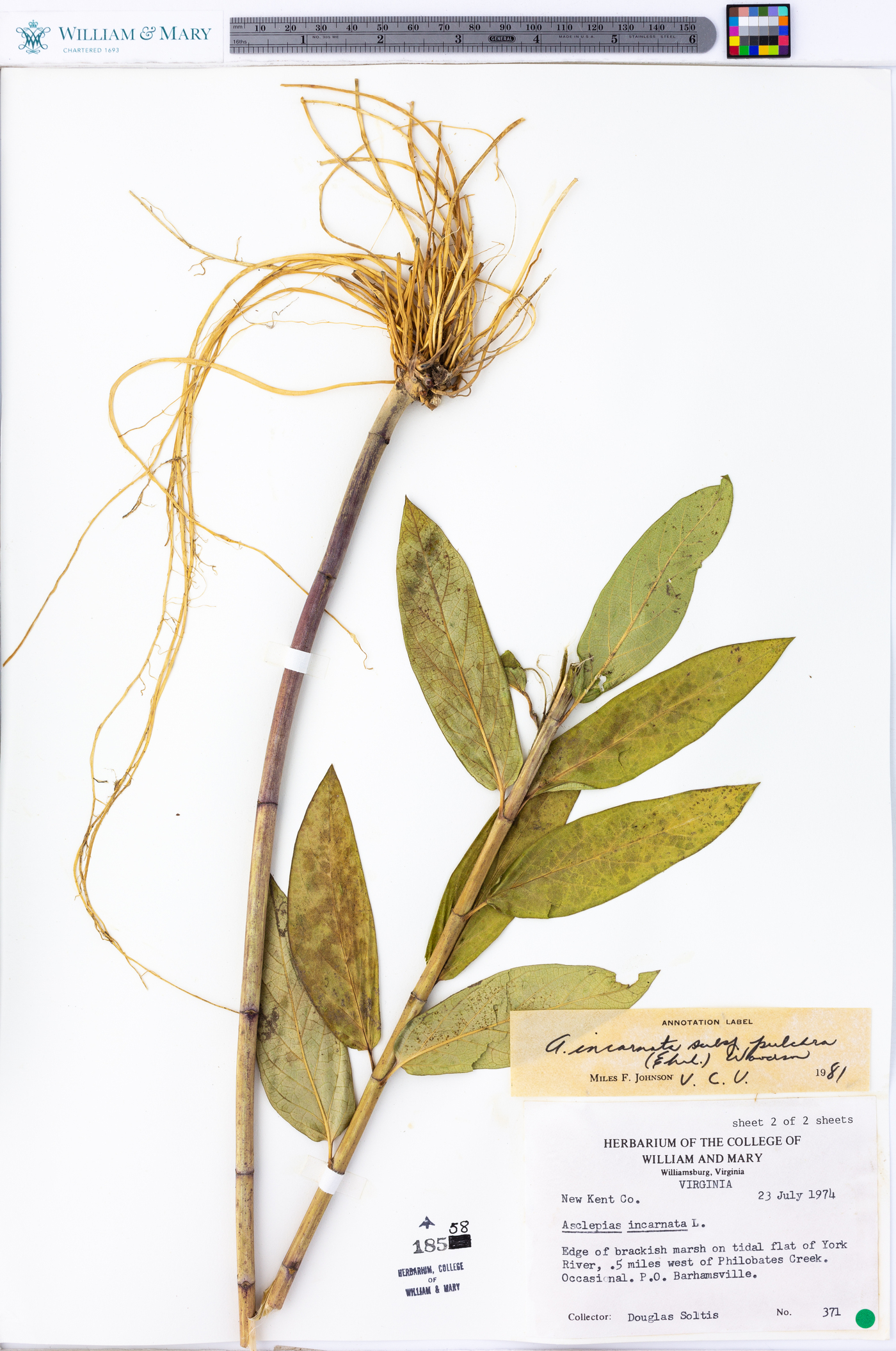 Asclepias incarnata subsp. pulchra image