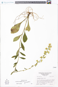 Solidago erecta image