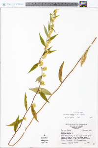 Solidago caesia var. caesia image