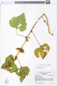 Xanthium strumarium var. strumarium image