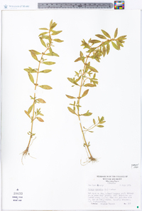 Rotala ramosior image