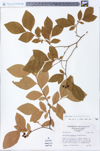 Vaccinium fuscatum image