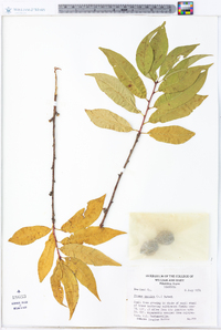 Prunus persica image