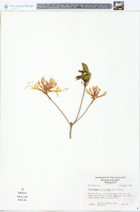 Rhododendron nudiflorum image
